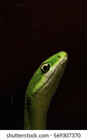 Wild Smooth Green Snake In Florida