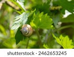 Wild snail perched on a green leaf