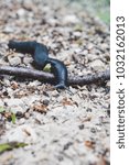 Wild snail without shell