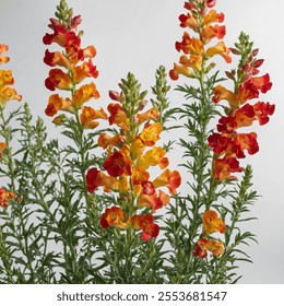 The Wild Snapdragon Outline showcases vibrant, whimsical flower shapes with bold lines, capturing the essence of nature's beauty and free-spirited elegance in a dynamic design. - Powered by Shutterstock