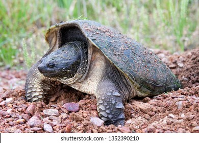 Wild Snapping Turtle Laying Eggs Gravel Stock Photo 1352390210 ...