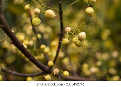 Wild Snowberries On A Tree With Wide Aperture Shot