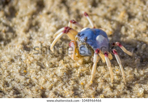 Wild Soldier Crab, Elliott Heads River, Queensland,\
Australia, March 2018