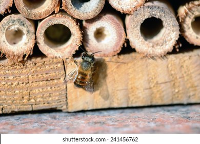 Wild Solitary Bee Osmia Bicornis