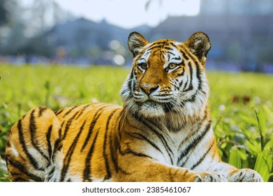 wild South China tiger resting on the grass outdoors - Powered by Shutterstock