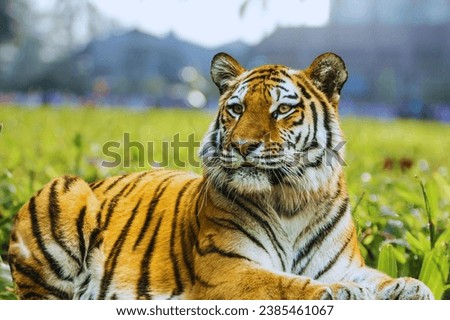 wild South China tiger resting on the grass outdoors