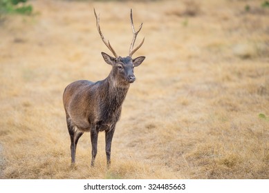 日本鹿 の写真素材 画像 写真 Shutterstock