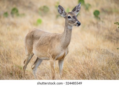 Wild South Texas White Tailed Deer Doe