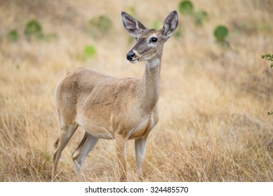 Wild South Texas White Tailed Deer Doe