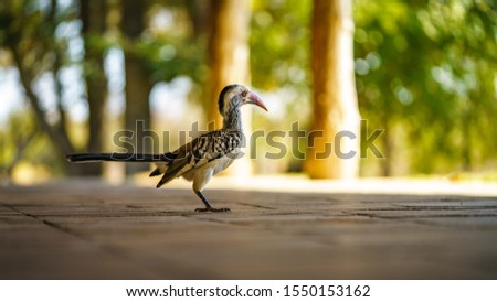 Similar – Foto Bild Lustiges Porträt einer Gans, die auf die Kamera vor der Kamera schaut.