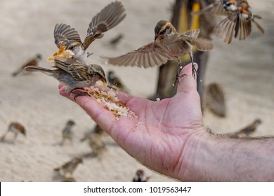 Wild sparrows eating bread from outstretched hand