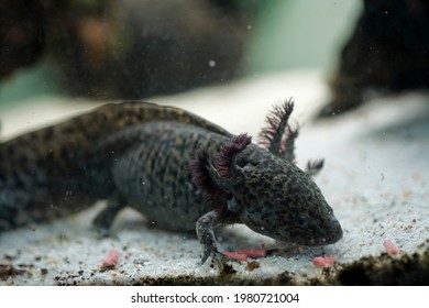 Axolotl Larva High Res Stock Images Shutterstock