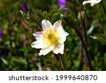 Wild specimens of white and yellow Pulsatilla Alpina flowers, also called alpine pasqueflower or alpine anemone, in the italian Alps