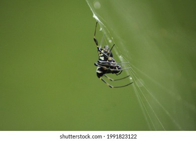 Wild Spider found in Pine Tree Forest