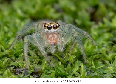 Wild Spider Macro - Shutterstock ID 1117629797