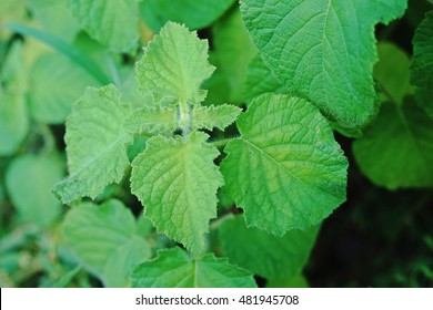 Wild Spikenard;a Herbal Weeds