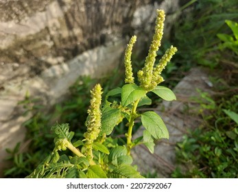 Wild Spinach Tree Flowers By The Ditch