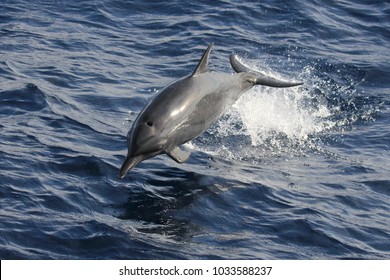 Wild Spinner Dolphin Jumping