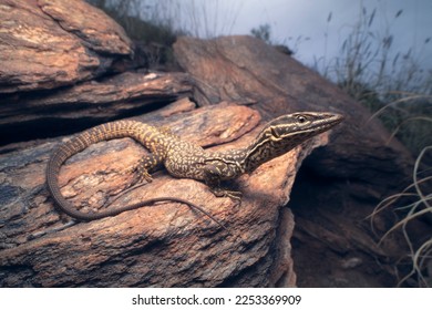 A wild spiny-talied monitor (Varanus acanthurus) lizard in rocky habitat, Australia - Shutterstock ID 2253369909