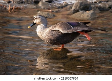 Wild Spot-Billed Duck stretching its wing and leg in a shallow stream.