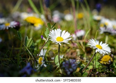 Wild spring flowers near Szigliget, Hungary