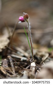 Wild spring flows 