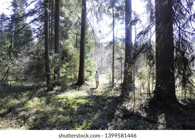 Wild spring forest with the sun rays impaling the mossy darkness