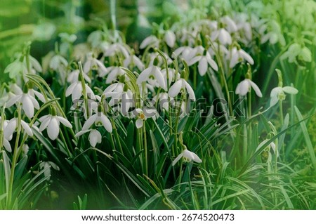 Wild spring snowdrops bloom. Spring background with Snowdrops Galanthus flowers.