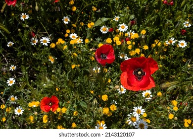 Wild springtime flowers (red poppies, yellow smooth hawksbeard and white anacyclus) blooming in spring