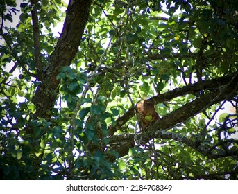 Wild Squirrel On A Wild Pear Tree.