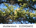 wild squirrel in a tree
