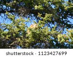 wild squirrel in a tree