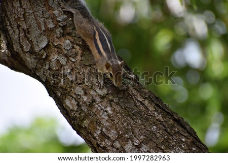 Wild squirrel is walking on the stem of a tree, Asian stripe hunting squirrel, (Tamiops) of squirrels (Sciuridae) in the subfamily Callosciurinae,  Asiatic striped squirrel,  small striped arboreal 