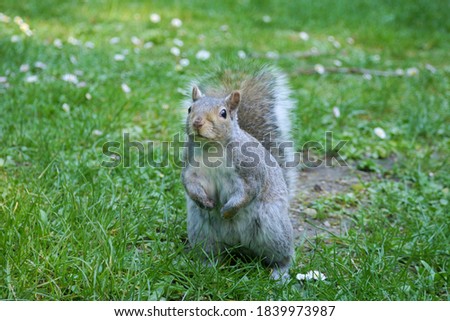 Similar – curious gray squirrel looking at camera