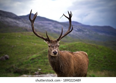 Wild Stag Glencoe Scottish Highlands Stock Photo 1890223489 | Shutterstock