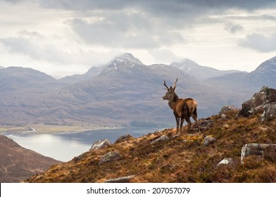 Wild stag overlooking Loch Torridon and the dramatic Wester Ross mountain range, Scotland