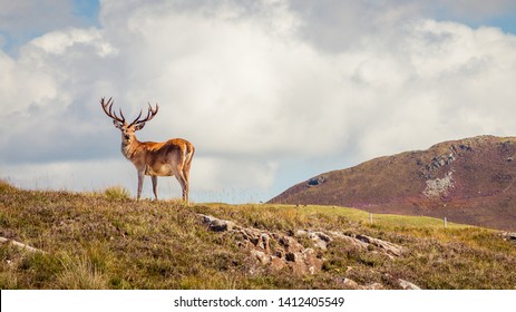 Wild Stag In The Scottish Highlands