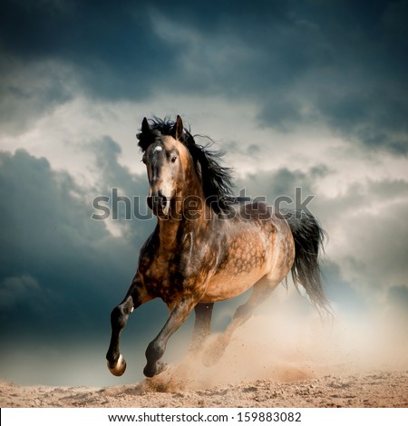 wild stallion in dust