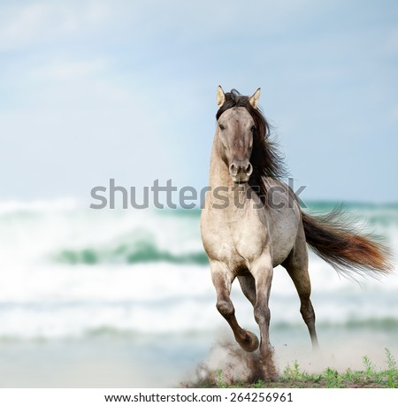 wild stallion running near water 