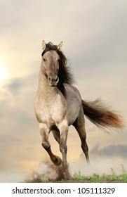 Wild Stallion Running In Sunset