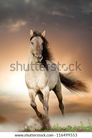 wild stallion running in sunset