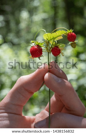 Similar – Walderdbeeren pflücken