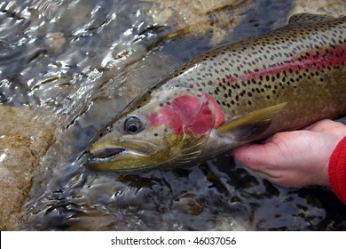 Wild Steelhead Trout