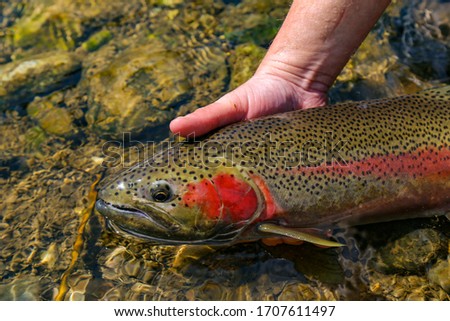 Wild steelhead trout caught and released on the Salmon River, Idaho