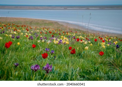 Wild Steppe Tulips Blooming In Manych, Kalmykia