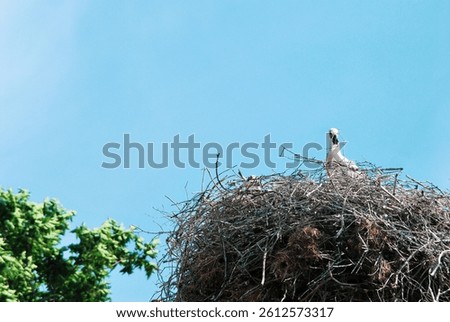 Wild stork nesting above treetops, framed by vibrant summer sky, stork resting in a tangled twig nest built high above the green trees, White stork nesting high above trees under clear sky