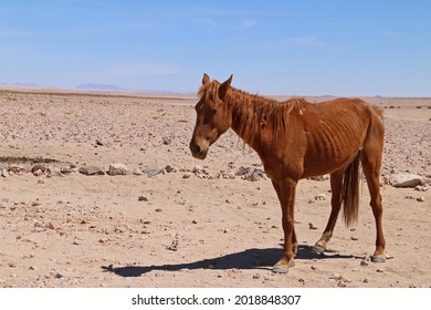 Wild straving horses of Aus. Namibia. Descendants from horses escaped from SA Cavalry during first World War - Shutterstock ID 2018848307