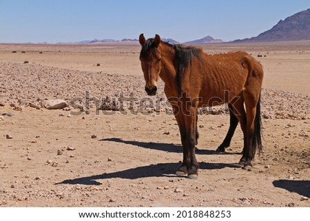 Wild straving horses of Aus. Namibia. Descendants from horses escaped from SA Cavalry during first World War
