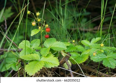 Wild Strawberries