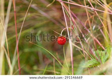 Forest strawberries in grass